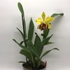 Blc. Powela Dawn 'Exotics Tiger' AMAOS2.